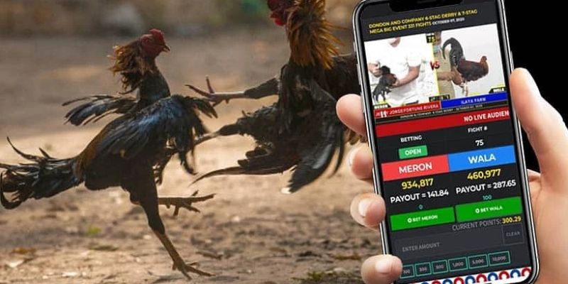 how-to-bet-on-sabong-online-Responsible