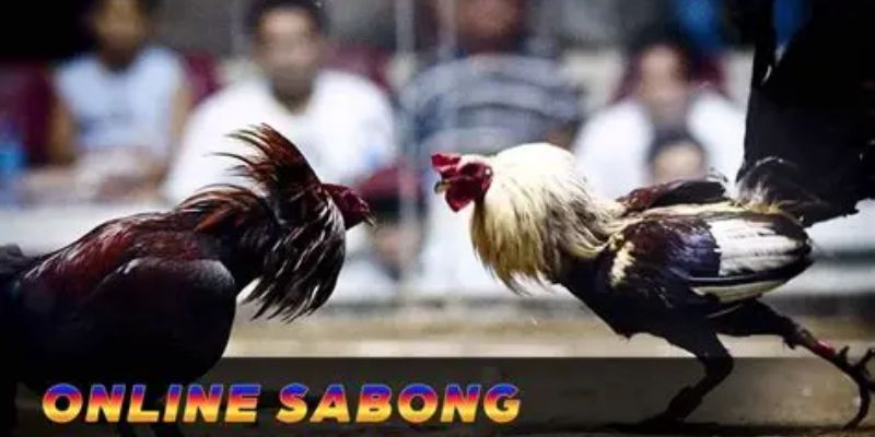 how-to-bet-on-sabong-online-Account